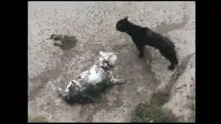 Коты деруться в грязной луже / Cats fighting in a muddy puddle