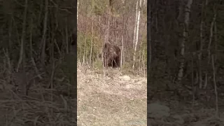 Медведь сожрал человека