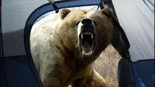 Leah "Davis"Lokan fatally mauled by rare predatory grizzly attack