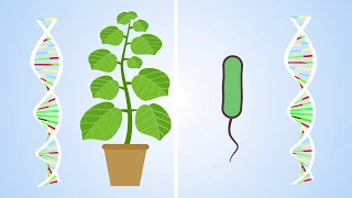 Plants have an immune system… and it’s complicated