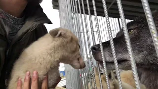 The reaction of the largest Canadian wolf Akela to West Siberian husky