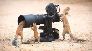 Animals Surprised The Photographer In An Unexpected Way || Stunning Fives