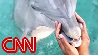 Cheerleader drops phone; dolphin brings it back