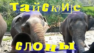 Слоны в зоопарке Кхао-Кхео. Таиланд.