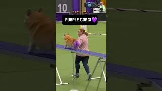 Purple Corgi… enough said 🐕💜 #shorts #wbc #westminsterdogshow