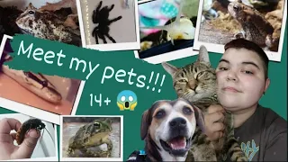 Meet All Of My Pets! [2021]