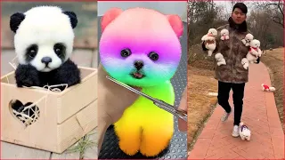 Tik Tok Chó Phốc Sóc Mini 😍 Funny and Cute Pomeranian #102