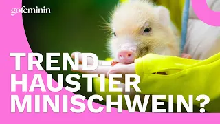 Ein Minischwein als Haustier? Das sollte man wissen