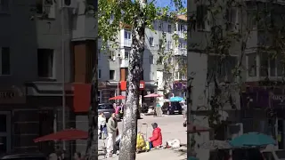 Cамотня берізка - останній антибаридний форпост на Хлібній вулиці у Житомирі