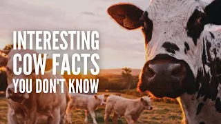 30 Interesting Cow Facts You Probably Didn’t Know