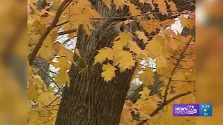 Leaves are falling Back Down The Pennsylvania Road