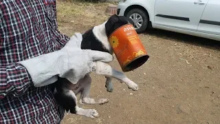 Puppy Rescue Head Stuck in tin | SHARAN FOR ANIMALS | Animal Rescue India