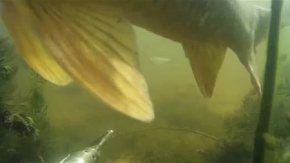 Подводная охота Астрахань. Сазан в протоках.