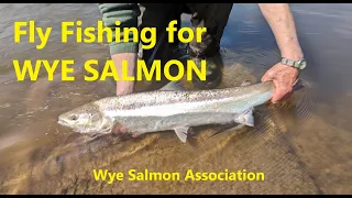 Fly Fishing for Wye Salmon ~ 2024