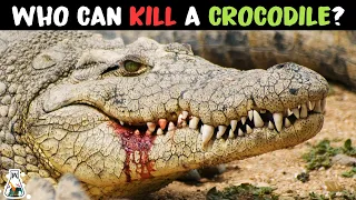 6 Animals That Could Defeat A Crocodile