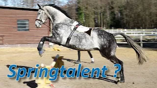 Schlummert hier auch noch ein Springtalent? Falco wird mit neuen Aufgaben konfrontiert!