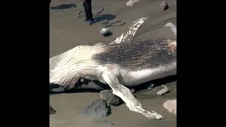 Dead humpback whale washes up on Massachusetts beach