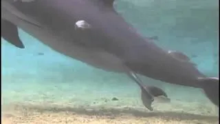 Incroyable naissance Dauphin au Dolphin Quest Hawaii