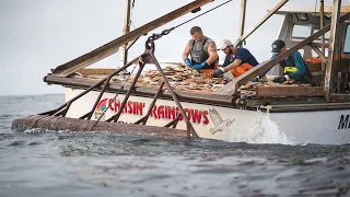 Modern SCALLOP DREDGE BYCATCH on The Vessel - Hundreds Tons of Scallops With Modern Big Boat