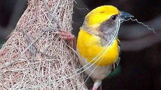 Baya WEAVER BIRD making Nest : Weaver Bird Documentary