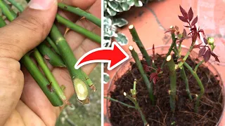 How to propagate ROSES without ROOTS! | 🌹 (100% FUNCTIONAL)