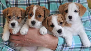 Puppies 6 weeks / funny dog jack russell terrier puppies