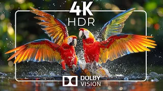 AMAZON WILDLIFE 4K HDR | with Cinematic Sounds (dynamic colors)