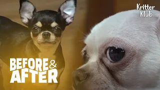 0 or 100, There Is No In Between In These Dogs' Friendship  | Before & After Makerover Ep 15