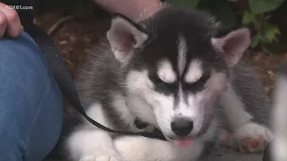 Jonathan XV learning the ropes of being UConn's Husky mascot