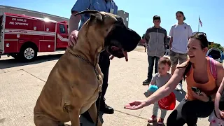 Cash 2.0 Great Dane at the Los Angeles Fire Dept. Open House 2024 (1 of 3)