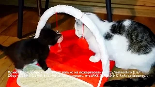 Котята в приюте радуются новой игрушке и много счастья позитива и смеха ;-) funny animals