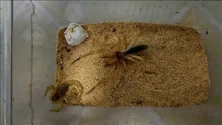 💥Deadly Showdown: An Intense Clash Between the Ferocious Camel Spider and the Venomous Scorpion!