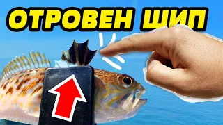 КАКВО ДА ПРАВИМ АКО НИ УБОДЕ МОРСКИ ДРАКОН на ЧЕРНО МОРЕ? Риболов на сафрид