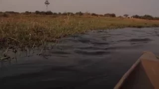 Crocodile attack