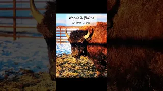 What's a Woods vs Plains Bison??
