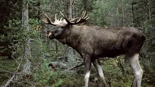 Trophy moose shot in Norway