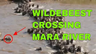 AMAZING FOOTAGE OF WILDEBEEST CROSSING THE MARA RIVER I The Great Wildebeest Migration Crossing Mara