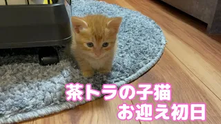 【お迎え初日】生後1ヶ月の茶トラの子猫がやってきた！