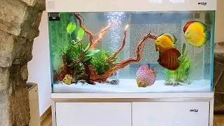 Discus Tank Amtra Nature 100 by @NatureAquariumDesign