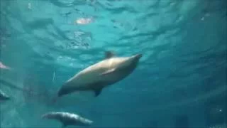 Дельфинарий в Клайпеде