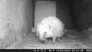 Winterschlaf vorbei - Der Igel ist wieder munter