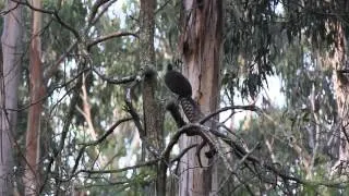 Lyre Bird Song