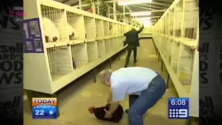 Reporter terrified of rooster