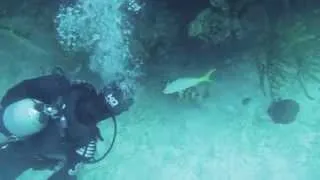 Grouper eats Lionfish off spear