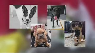 Families of dogs killed in District Dogs flood want answers