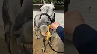 Horse eats banana skin! This Esme