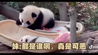 Baby Jiao: Hey, little sisters, get up and play with me🐼🐼|Babies:Go away, who are you😂🐼🐼