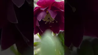 HELLEBORUS “DOUBLE ELLEN PURPLE”💮#helleborus #морозник #чемерник