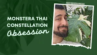 My 3.5-Year Experience: Caring for a Monstera Thai Constellation 🌱 | Review Update