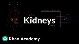 Meet the kidneys! | Renal system physiology | NCLEX-RN | Khan Academy